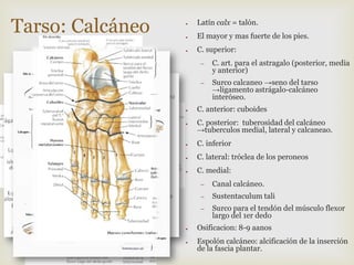 Tarso: Calcáneo

●

Latín calx = talón.

●

El mayor y mas fuerte de los pies.

●

C. superior:
–
–

●

●

C. art. para el astragalo (posterior, media
y anterior)
Surco calcaneo →seno del tarso
→ligamento astrágalo-calcáneo
interóseo.

C. anterior: cuboides
C. posterior: tuberosidad del calcáneo
→tuberculos medial, lateral y calcaneao.

●

C. inferior

●

C. lateral: tróclea de los peroneos

●

C. medial:
–
–

●

Sustentaculum tali

–

●

Canal calcáneo.
Surco para el tendón del músculo flexor
largo del 1er dedo

Osificacion: 8-9 aanos
Espolón calcáneo: alcificación de la inserción
de la fascia plantar.

 