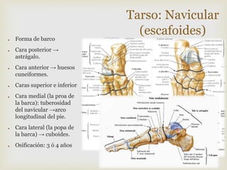 ●

●

●

●

●

●

●

Forma de barco
Cara posterior →
astrágalo.
Cara anterior → huesos
cuneiformes.
Caras superior e inferior
Cara medial (la proa de
la barca): tuberosidad
del navicular →arco
longitudinal del pie.
Cara lateral (la popa de
la barca) → cuboides.

Osificación: 3 ó 4 años

Tarso: Navicular
(escafoides)

 