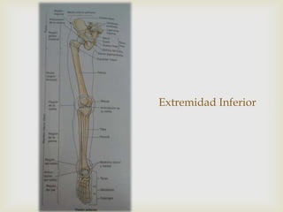 Extremidad Inferior

 