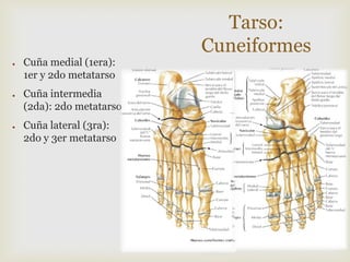 ●

●

●

Cuña medial (1era):
1er y 2do metatarso

Cuña intermedia
(2da): 2do metatarso
Cuña lateral (3ra):
2do y 3er metatarso

Tarso:
Cuneiformes

 
