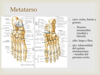 Metatarso
●

1ero: corto, fuerte y
grueso.
–

●

●

Huesos
sesamoides
(medial y
lateral).

2do: largo y fino.

5to: tuberosidad
del quinto
metatarsiano
→tendón del
peroneo corto.

 