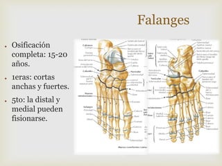 Falanges
●

●

●

Osificación
completa: 15-20
años.
1eras: cortas
anchas y fuertes.

5to: la distal y
medial pueden
fisionarse.

 