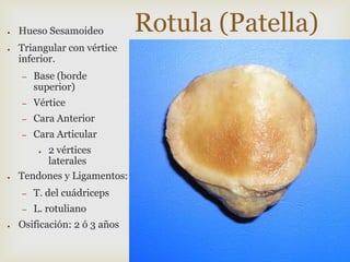●

●

Hueso Sesamoideo
Triangular con vértice
inferior.
–

Base (borde
superior)

–

Vértice

–

Cara Anterior

–

Cara Articular

2 vértices
laterales
Tendones y Ligamentos:
●

●

–
–
●

T. del cuádriceps
L. rotuliano

Osificación: 2 ó 3 años

Rotula (Patella)

 