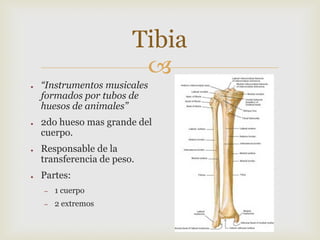 Tibia

●

●

●

●

“Instrumentos musicales
formados por tubos de
huesos de animales”
2do hueso mas grande del
cuerpo.

Responsable de la
transferencia de peso.
Partes:
–

1 cuerpo

–

2 extremos

 