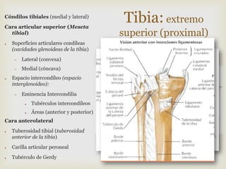 Cóndilos tibiales (medial y lateral)

Cara articular superior (Meseta
tibial)
●

Superficies articulares condíleas
(cavidades glenoideas de la tibia)
–
–

●

Lateral (convexa)
Medial (cóncava)

Espacio intercondíleo (espacio
interglenoideo):
–

Eminencia Intercondilia
●

Tubérculos intercondíleos

●

Áreas (anterior y posterior)

Cara anterolateral
●

Tuberosidad tibial (tuberosidad
anterior de la tibia)

●

Carilla articular peroneal

●

Tubérculo de Gerdy

Tibia: extremo
superior (proximal)

 
