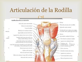 Articulación de la Rodilla



 