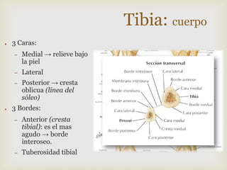 Tibia: cuerpo
●

3 Caras:
–
–

Lateral

–

●

Medial → relieve bajo
la piel
Posterior → cresta
oblicua (línea del
sóleo)

3 Bordes:
–

Anterior (cresta
tibial): es el mas
agudo → borde
interoseo.

–

Tuberosidad tibial

 