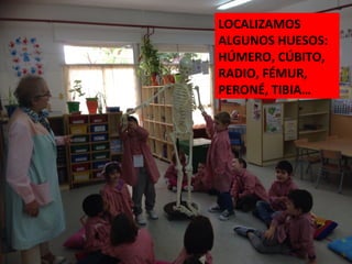 LOCALIZAMOS
ALGUNOS HUESOS:
HÚMERO, CÚBITO,
RADIO, FÉMUR,
PERONÉ, TIBIA…
 