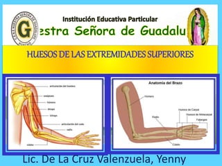 HUESOS DE LAS EXTREMIDADES SUPERIORES
Lic. De La Cruz Valenzuela, Yenny
 