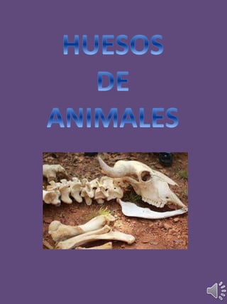 Huesos de animales