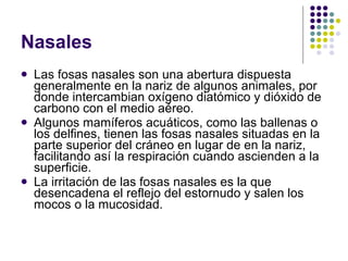 Nasales Las fosas nasales son una abertura dispuesta generalmente en la nariz de algunos animales, por donde intercambian oxígeno diatómico y dióxido de carbono con el medio aéreo. Algunos mamíferos acuáticos, como las ballenas o los delfines, tienen las fosas nasales situadas en la parte superior del cráneo en lugar de en la nariz, facilitando así la respiración cuando ascienden a la superficie. La irritación de las fosas nasales es la que desencadena el reflejo del estornudo y salen los mocos o la mucosidad. 