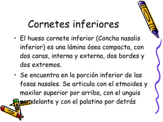 Cornetes inferiores El hueso cornete inferior (Concha nasalis inferior) es una lámina ósea compacta, con dos caras, interna y externa, dos bordes y dos extremos. Se encuentra en la porción inferior de las fosas nasales. Se articula con el etmoides y maxilar superior por arriba, con el unguis por delante y con el palatino por detrás 