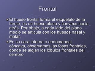 Frontal El hueso frontal forma el esqueleto de la frente, es un hueso plano y convexo hacia atrás. Por abajo, a cada lado del plano medio se articula con los huesos nasal y malar. En su cara interna o endocraneal, cóncava, observamos las fosas frontales, donde se alojan los lóbulos frontales del cerebro  