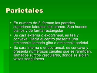 Parietales En numero de 2, forman las paredes superiores laterales del cráneo. Son huesos planos y de forma rectangular Su cara externa o exocraneal, es lisa y convexa. Hacia el centro presenta una eminencia llamada giba o eminencia parietal Su cara interna o endocraneal, es concava y presenta numerosos canales que se ramifican, llamados surcos vasculares, donde se alojan vasos sanguíneos 