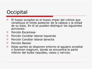 Occipital El hueso occipital es el hueso impar del cráneo que constituye el límite posterior de la cabeza y la mitad de su base. En él se pueden distinguir las siguientes porciones: Porción Escamosa  Porción Condilar lateral izquierda  Porción Condilar lateral derecha  Porción Basilar  Estas partes se disponen entorno al agujero occipital o foramen magnum, donde se encuentra la parte inferior del bulbo raquídeo, vasos y nervios. 