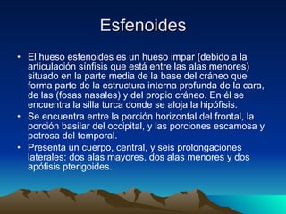 Esfenoides El hueso esfenoides es un hueso impar (debido a la articulación sínfisis que está entre las alas menores) situado en la parte media de la base del cráneo que forma parte de la estructura interna profunda de la cara, de las (fosas nasales) y del propio cráneo. En él se encuentra la silla turca donde se aloja la hipófisis. Se encuentra entre la porción horizontal del frontal, la porción basilar del occipital, y las porciones escamosa y petrosa del temporal. Presenta un cuerpo, central, y seis prolongaciones laterales: dos alas mayores, dos alas menores y dos apófisis pterigoides. 