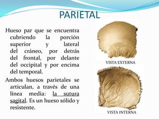 Huesos de la cabeza | PPTX