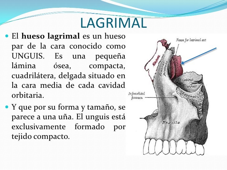 Huesos de la cabeza
