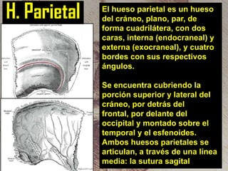 H. Parietal

El hueso parietal es un hueso
del cráneo, plano, par, de
forma cuadrilátera, con dos
caras, interna (endocraneal) y
externa (exocraneal), y cuatro
bordes con sus respectivos
ángulos.
Se encuentra cubriendo la
porción superior y lateral del
cráneo, por detrás del
frontal, por delante del
occipital y montado sobre el
temporal y el esfenoides.
Ambos huesos parietales se
articulan, a través de una línea
media: la sutura sagital

 