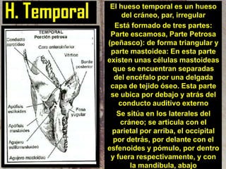 H. Temporal

El hueso temporal es un hueso
del cráneo, par, irregular
Está formado de tres partes:
Parte escamosa, Parte Petrosa
(peñasco): de forma triangular y
parte mastoidea: En esta parte
existen unas células mastoideas
que se encuentran separadas
del encéfalo por una delgada
capa de tejido óseo. Esta parte
se ubica por debajo y atrás del
conducto auditivo externo
Se sitúa en los laterales del
cráneo; se articula con el
parietal por arriba, el occipital
por detrás, por delante con el
esfenoides y pómulo, por dentro
y fuera respectivamente, y con
la mandíbula, abajo

 