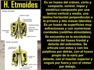 H. Etmoides

Es un hueso del cráneo, corto y
compacto, central, impar y
simétrico compuesto por una
lamina vertical y media, una
lámina horizontal perpendicular a
la primera y dos masas laterales.
Es un hueso de superficies muy
anfractuosas y con numerosas
cavidades (celdillas etmoidales).
Se encuentra en la escotadura
etmoidal del hueso frontal y
delante del esfenoides. Se
articula con estos y con los
palatinos por detrás, con el hueso
propio de la nariz por
delante, con el maxilar superior y
unguis por fuera y con el vómer
por debajo.

 