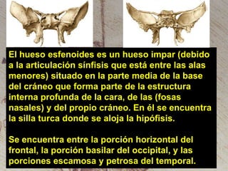 El hueso esfenoides es un hueso impar (debido
a la articulación sínfisis que está entre las alas
menores) situado en la parte media de la base
del cráneo que forma parte de la estructura
interna profunda de la cara, de las (fosas
nasales) y del propio cráneo. En él se encuentra
la silla turca donde se aloja la hipófisis.
Se encuentra entre la porción horizontal del
frontal, la porción basilar del occipital, y las
porciones escamosa y petrosa del temporal.

 
