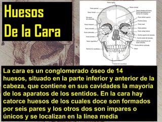 Huesos
De la Cara
La cara es un conglomerado óseo de 14
huesos, situado en la parte inferior y anterior de la
cabeza, que contiene en sus cavidades la mayoría
de los aparatos de los sentidos. En la cara hay
catorce huesos de los cuales doce son formados
por seis pares y los otros dos son impares o
únicos y se localizan en la línea media

 