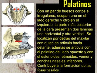 Palatinos
Son un par de huesos cortos e
irregulares, ocupan uno en el
lado derecho y otro en el
izquierdo, la parte más posterior
de la cara presentan dos láminas
una horizontal y otra vertical. Se
localizan por detrás del maxilar
con quien se articula hacia
delante, además se articula con
el palatino del lado opuesto y con
el esfenoides, etmoides, vómer y
conchas nasales inferiores.
Contribuye a la formación de las
fosas nasales.

 