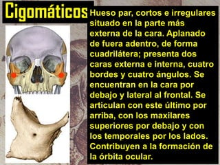 cortos irregulares
Cigomáticos Hueso par, la parteemás
situado en

externa de la cara. Aplanado
de fuera adentro, de forma
cuadrilátera; presenta dos
caras externa e interna, cuatro
bordes y cuatro ángulos. Se
encuentran en la cara por
debajo y lateral al frontal. Se
articulan con este último por
arriba, con los maxilares
superiores por debajo y con
los temporales por los lados.
Contribuyen a la formación de
la órbita ocular.

 