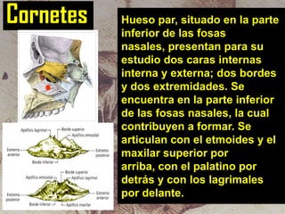 Cornetes

Hueso par, situado en la parte
inferior de las fosas
nasales, presentan para su
estudio dos caras internas
interna y externa; dos bordes
y dos extremidades. Se
encuentra en la parte inferior
de las fosas nasales, la cual
contribuyen a formar. Se
articulan con el etmoides y el
maxilar superior por
arriba, con el palatino por
detrás y con los lagrimales
por delante.

 