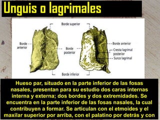 Unguis o lagrimales

Hueso par, situado en la parte inferior de las fosas
nasales, presentan para su estudio dos caras internas
interna y externa; dos bordes y dos extremidades. Se
encuentra en la parte inferior de las fosas nasales, la cual
contribuyen a formar. Se articulan con el etmoides y el
maxilar superior por arriba, con el palatino por detrás y con

 