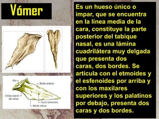 Vómer

Es un hueso único o
impar, que se encuentra
en la línea media de la
cara, constituye la parte
posterior del tabique
nasal, es una lámina
cuadrilátera muy delgada
que presenta dos
caras, dos bordes. Se
articula con el etmoides y
el esfenoides por arriba y
con los maxilares
superiores y los palatinos
por debajo, presenta dos
caras y dos bordes.

 