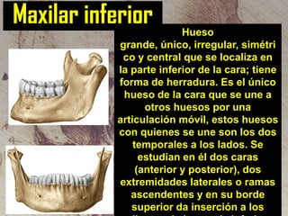 Maxilar inferior
Hueso
grande, único, irregular, simétri
co y central que se localiza en
la parte inferior de la cara; tiene
forma de herradura. Es el único
hueso de la cara que se une a
otros huesos por una
articulación móvil, estos huesos
con quienes se une son los dos
temporales a los lados. Se
estudian en él dos caras
(anterior y posterior), dos
extremidades laterales o ramas
ascendentes y en su borde
superior da inserción a los

 
