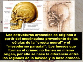 Las estructuras craneales se originan a
partir del mesénquima proveniente de las
células de la ''cresta neural'' y el
''mesodermo paraxial''. Los huesos que
forman el cráneo no tienen un mismo
origen, por ello se hace la diferencia entre
las regiones de la bóveda y la base craneal.

 