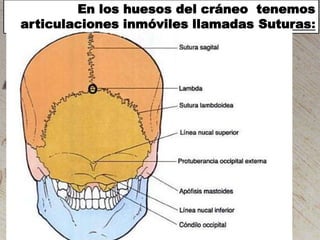 En los huesos del cráneo tenemos
articulaciones inmóviles llamadas Suturas:

 