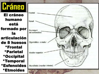 Cráneo
El cráneo
humano
está
formado por
la
articulación
de 8 huesos
*Frontal
*Parietal
*Occipital
*Temporal
*Esfenoides
*Etmoides

 