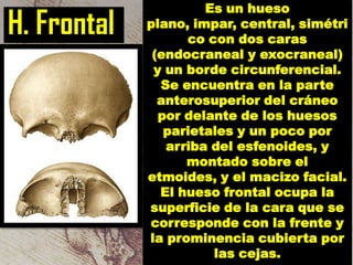 H. Frontal

Es un hueso
plano, impar, central, simétri
co con dos caras
(endocraneal y exocraneal)
y un borde circunferencial.
Se encuentra en la parte
anterosuperior del cráneo
por delante de los huesos
parietales y un poco por
arriba del esfenoides, y
montado sobre el
etmoides, y el macizo facial.
El hueso frontal ocupa la
superficie de la cara que se
corresponde con la frente y
la prominencia cubierta por
las cejas.

 