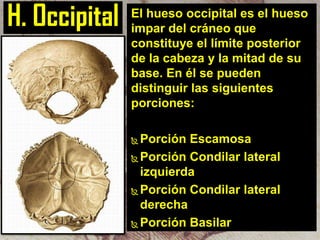 H. Occipital

El hueso occipital es el hueso
impar del cráneo que
constituye el límite posterior
de la cabeza y la mitad de su
base. En él se pueden
distinguir las siguientes
porciones:
Porción Escamosa
 Porción Condilar lateral
izquierda
 Porción Condilar lateral
derecha
 Porción Basilar


 