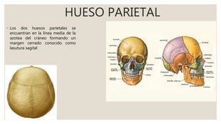 Huesos de la cabeza | PPTX