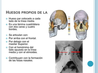 Los palatinos y el vómer hacia el medio y por detrás.    Contribuye en la formación de la órbita ocular y de las fosas nasales.