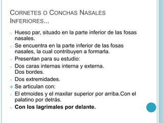 Palatinos…Son un par de huesos cortos e irregulares.•Ocupan uno en el lado derecho y otro en el izquierdo.