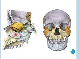 Palatinos…Se localizan por detrás del maxilar con quien se articula hacia delante.Se articula con el palatino del lado opuesto.Por detrás se articula con el esfenoides. Por arriba con el vómer y conchas nasales inferiores.Contribuye a la formación de las fosas nasales.