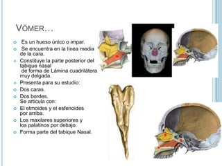 Cigomáticos o Hueso Malar…Se articulan:• Por arriba con el frontal.•Por debajo con los maxilares Superiores.•Por los lados con los temporales.Contribuyen a la formación de la órbita ocular.