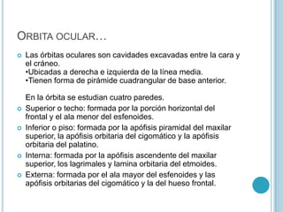 Se encuentra en la parte inferior de las fosas nasales, la cual contribuyen a formarla.