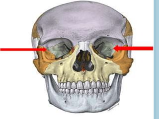 Presentan para su estudio:
