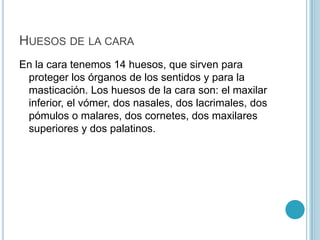 En la cara hay catorce huesos.
