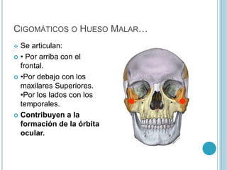 Con el frontal y el etmoides y los huesos propios de la nariz por arriba.