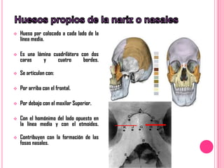    Hueso par colocado a cada lado de la
    línea media.

   Es una lámina cuadrilátera con dos
    caras     y     cuatro      bordes.

   Se articulan con:

   Por arriba con el frontal.

   Por debajo con el maxilar Superior.

   Con el homónimo del lado opuesto en
    la línea media y con el etmoides.

   Contribuyen con la formación de las
    fosas nasales.
 