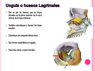    Son un par de huesos, que se hayan
    situados en la parte anterior de la cara
    interna de la fosa orbitaria.


   También contribuyen a formar las fosas
    nasales.


   Constituye una pequeña lámina ósea.


   Son Forma cuadrilátera irregular.


   Tiene dos caras y cuatro bordes.
 