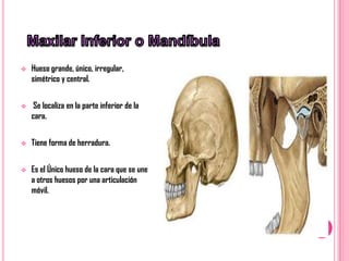    Hueso grande, único, irregular,
    simétrico y central.


    Se localiza en la parte inferior de la
    cara.


   Tiene forma de herradura.


   Es el Único hueso de la cara que se une
    a otros huesos por una articulación
    móvil.
 
